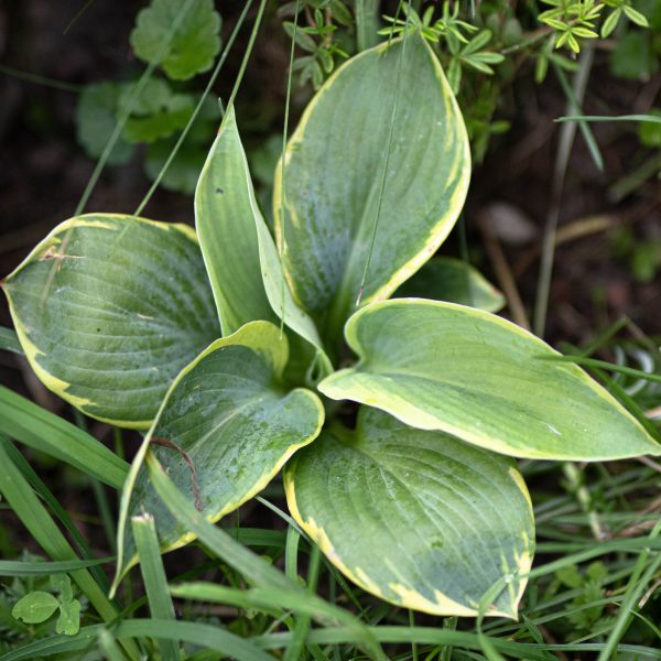 Melsvė „Tokudama Flavocircinalis Bare roo”