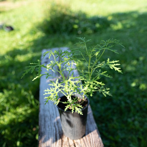 Jeronimas „Radula”