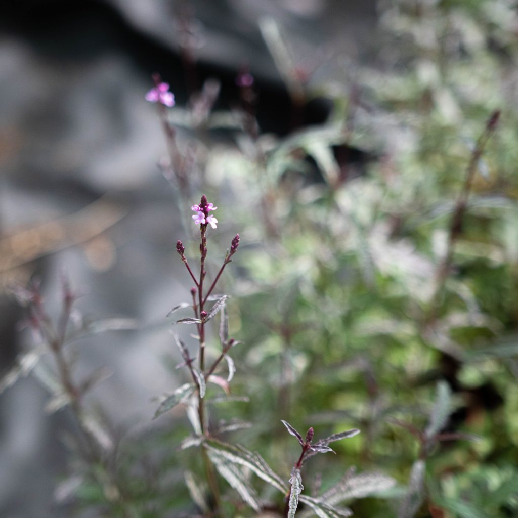 Verbena "Bampton"
