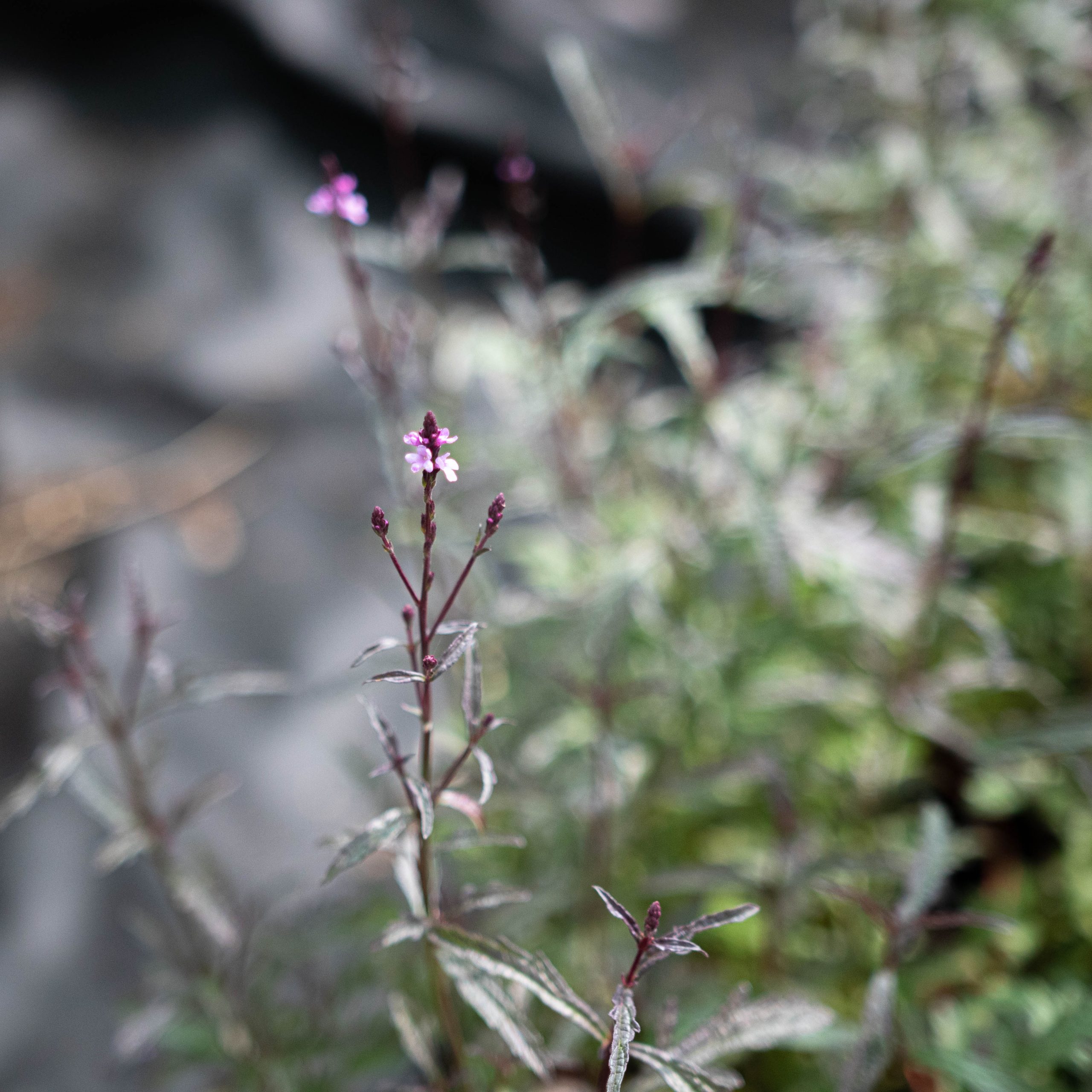 Verbena "Bampton"
