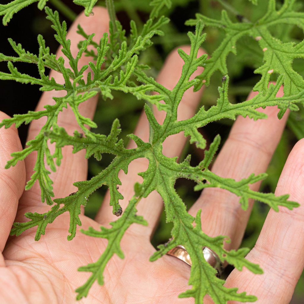 Jeronimas "Radula"